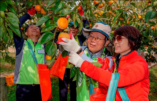 김광수(오른쪽 두 번째) NH농협금융지주 회장이 임직원, 최우수고객과 함께 단감 수확 작업을 하고 있다. 사진=농협금융.