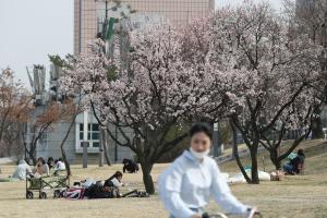 ‘벚꽃놀이는 내년에’… 이번 주말 여의도한강공원 주차장 폐쇄