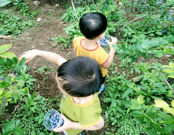 제이드 가든에서 블루베리를 수확하는 어린이들.